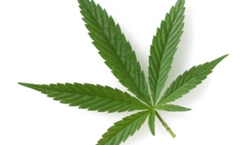 What Legal Cannabis May Mean for Employers
